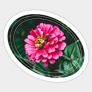 Common Zinnia, Zinnia Elegans Sticker